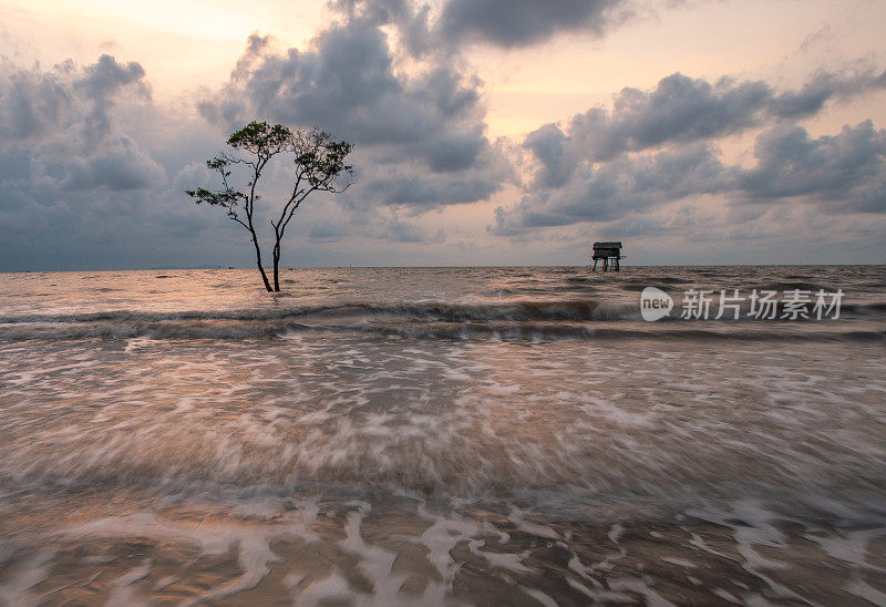 在天江省Tan Thanh的冲积海中，海浪拍打着沙滩和孤独的软木树的景观